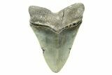 Serrated, Fossil Megalodon Tooth - North Carolina #308477-2